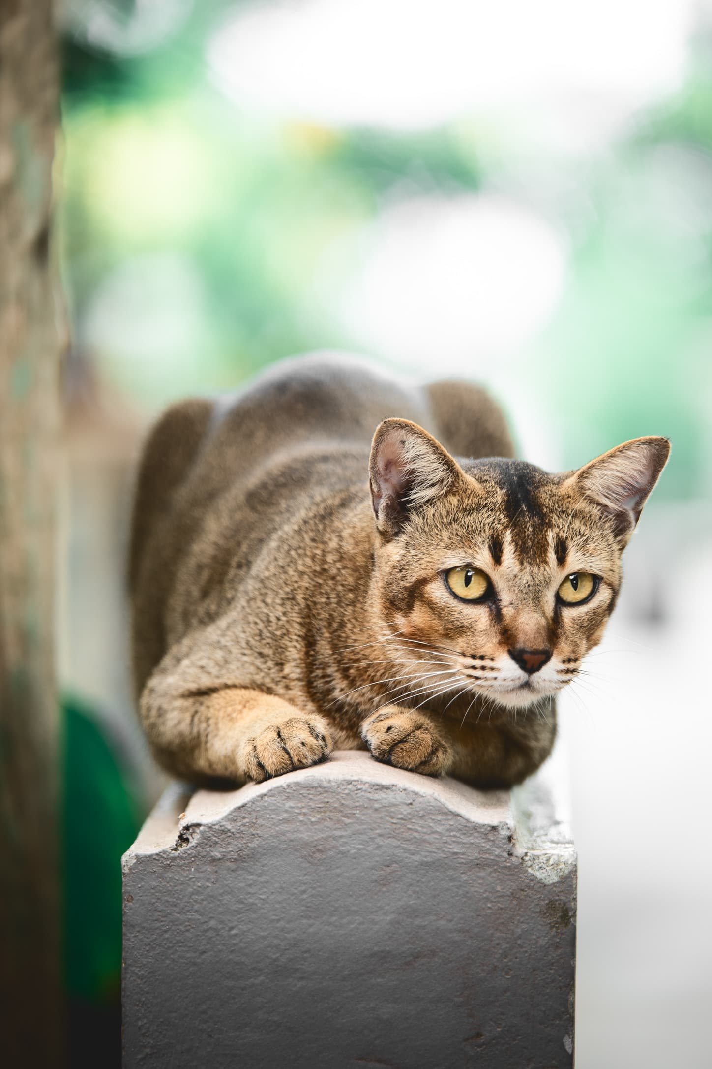 The farm cat resting on a wall
