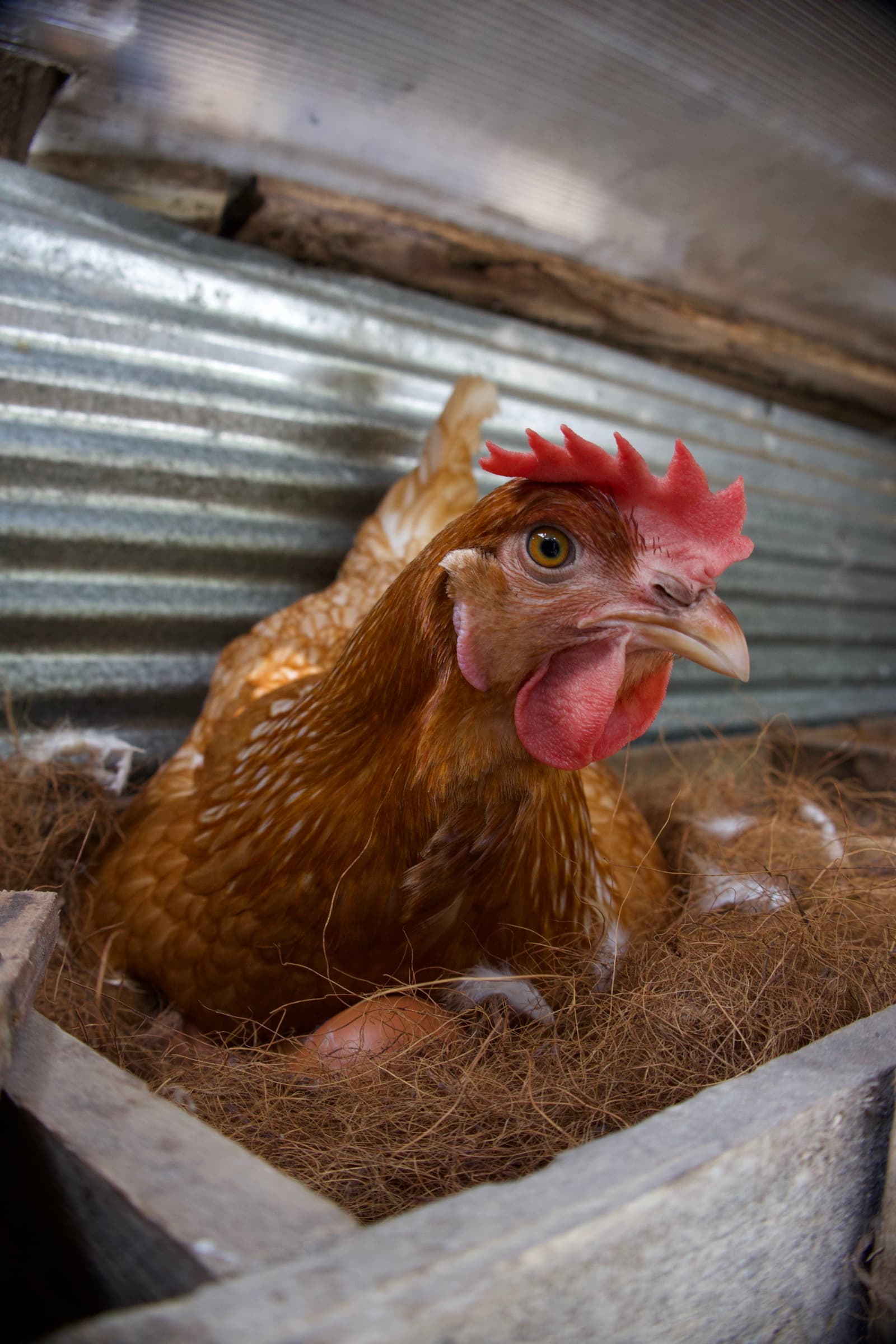 A hen on her nest at the farm