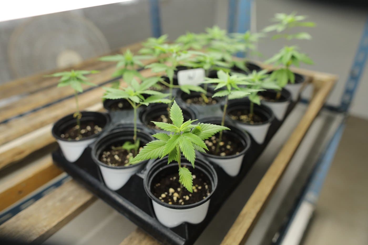 Young cannabis plants in the nursery