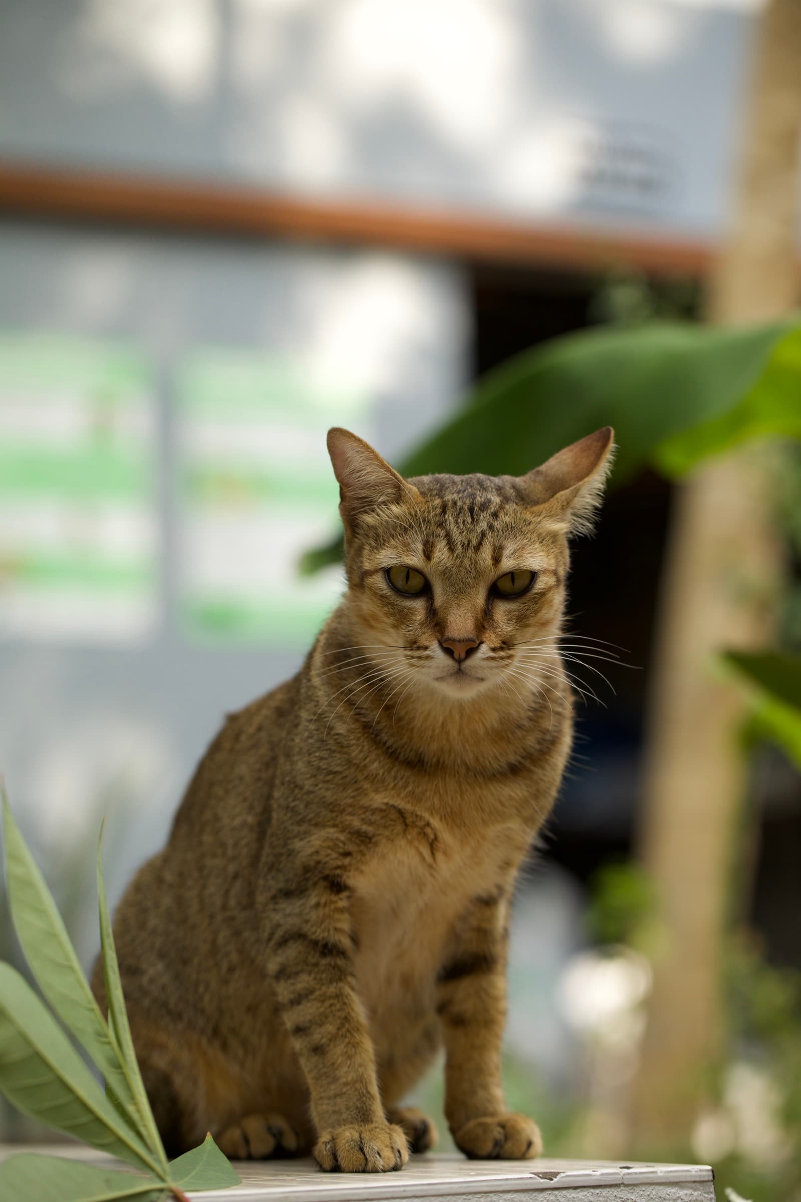 KD Genetics farm, Tanote Bay