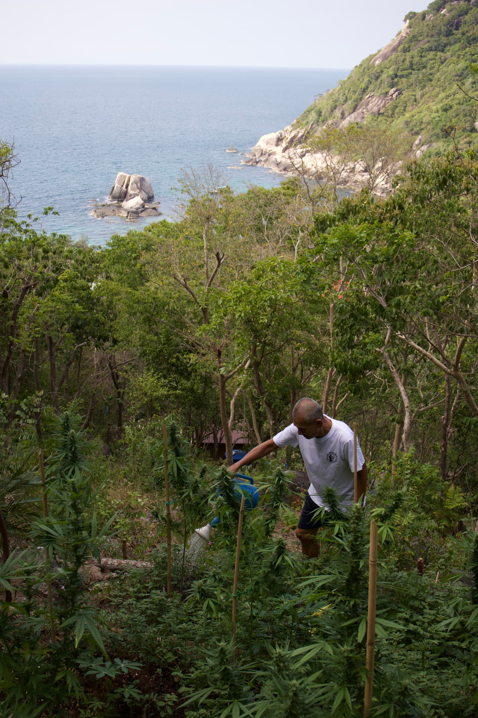 KD Genetics farm, Tanote Bay