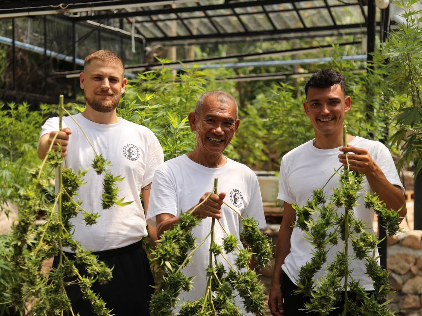 Cannabis plants in flower in the greenhouse