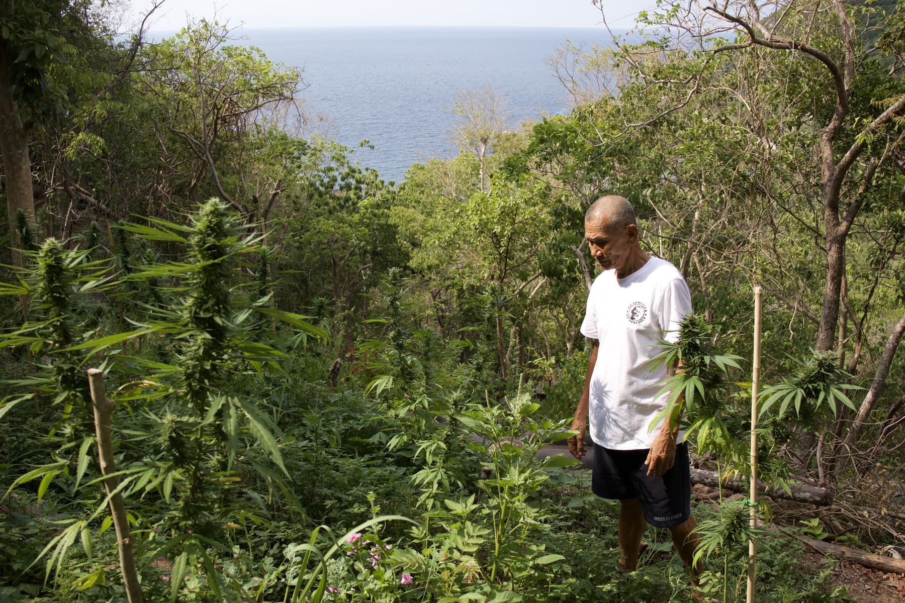 Papa KD on the historic hillside grow site