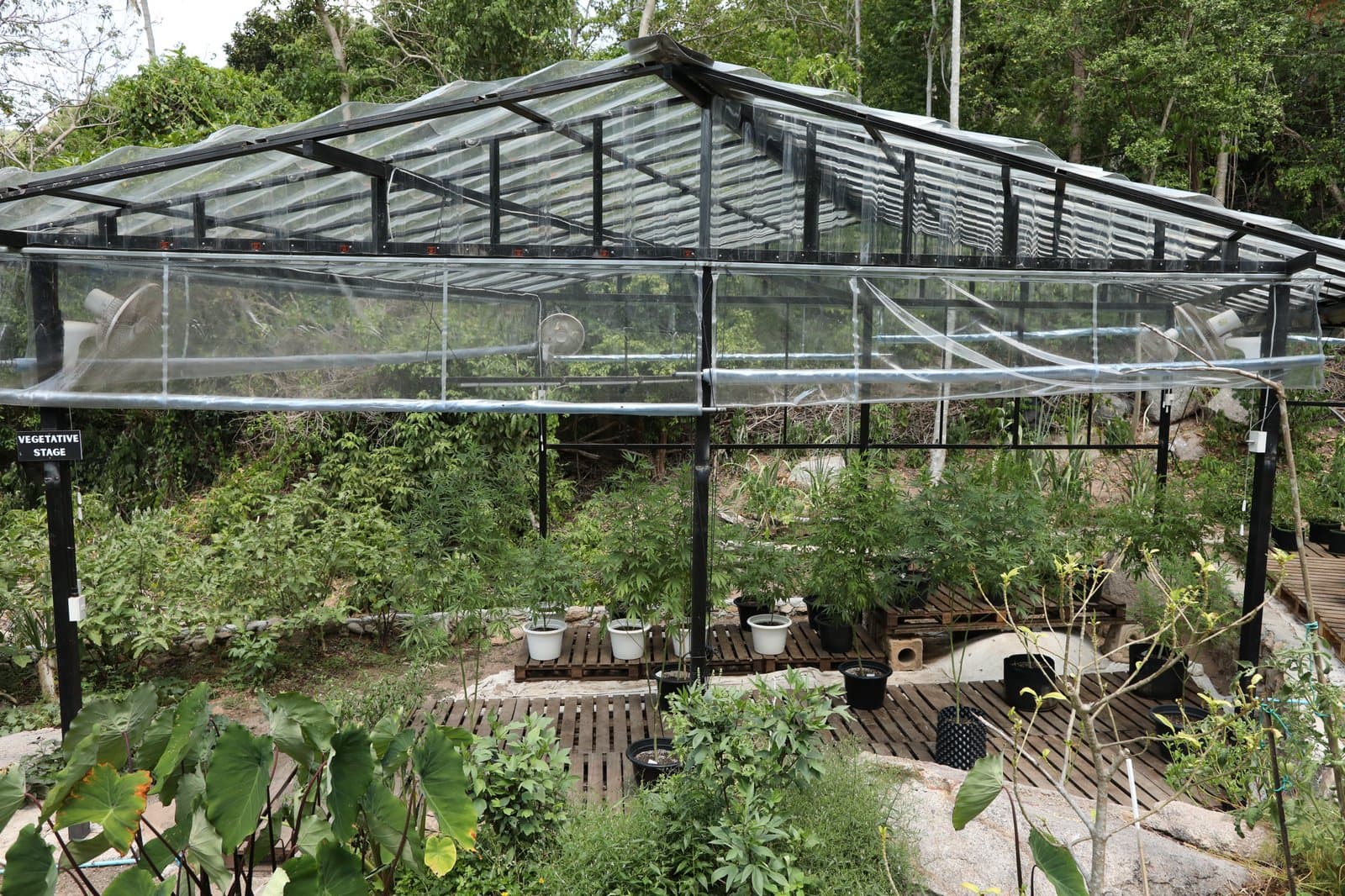 Sun-grown cannabis canopy on the farm